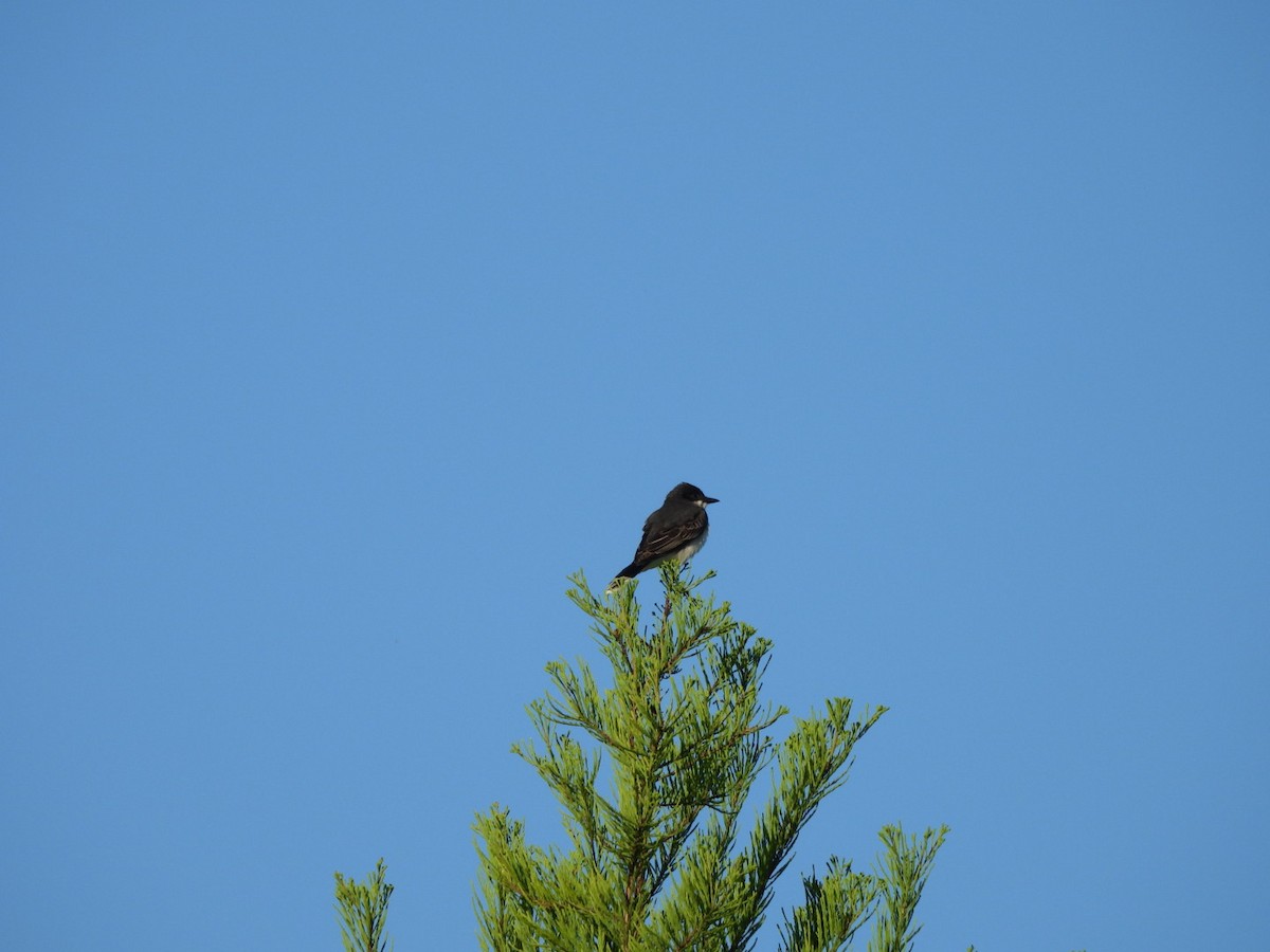 Eastern Kingbird - ML635018388