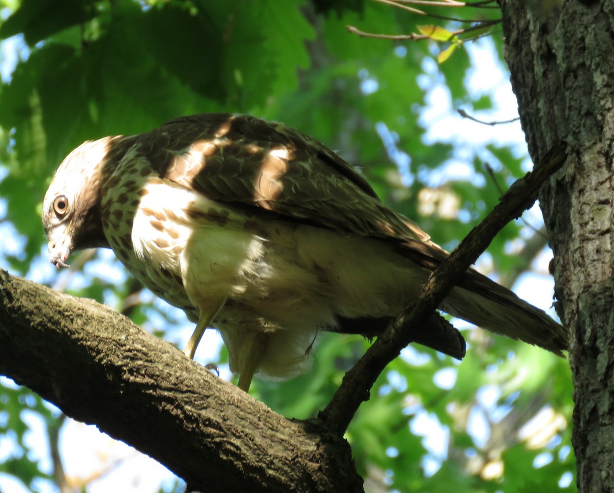 Red-shouldered Hawk - ML635018444
