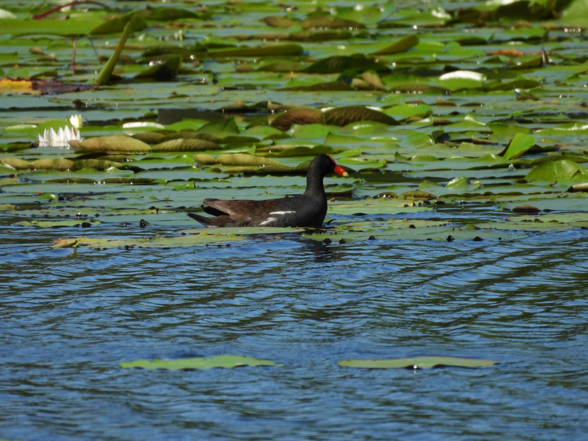 Common Gallinule - ML635018620