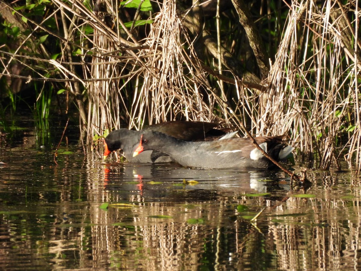 Common Gallinule - ML635018621