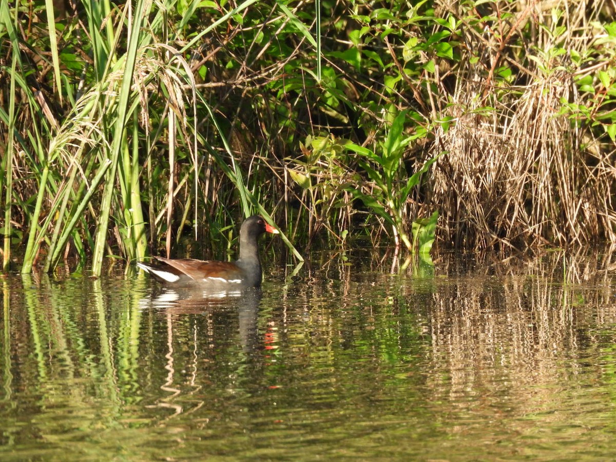 Common Gallinule - ML635018622
