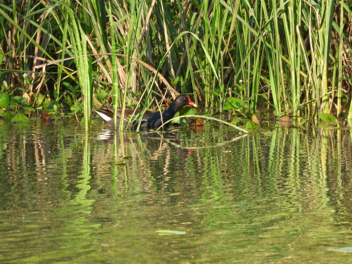 Common Gallinule - ML635018623