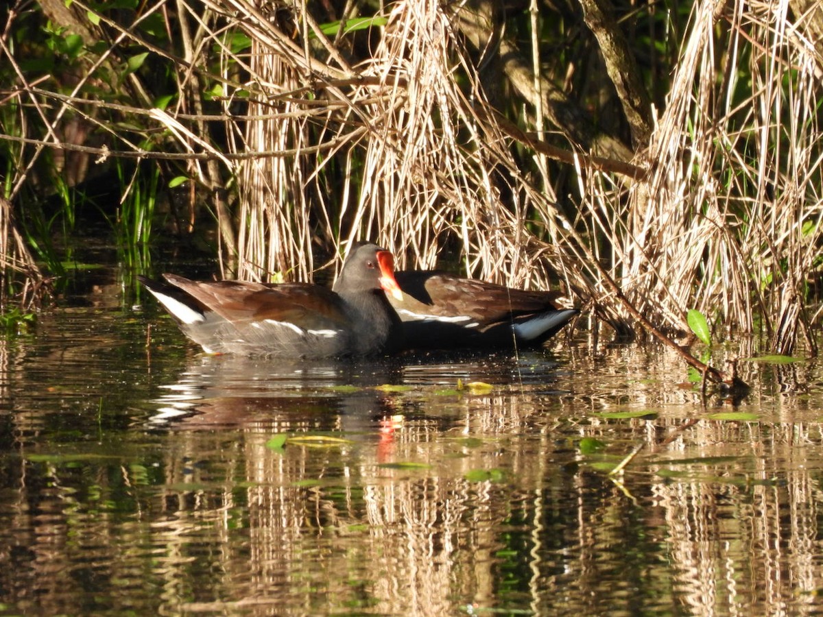 Common Gallinule - ML635018624