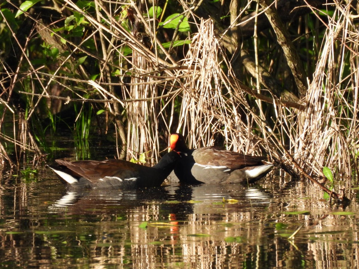 Common Gallinule - ML635018625