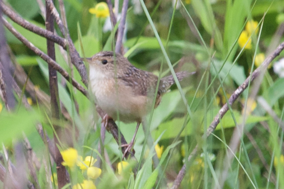 Sedge Wren - ML635018746
