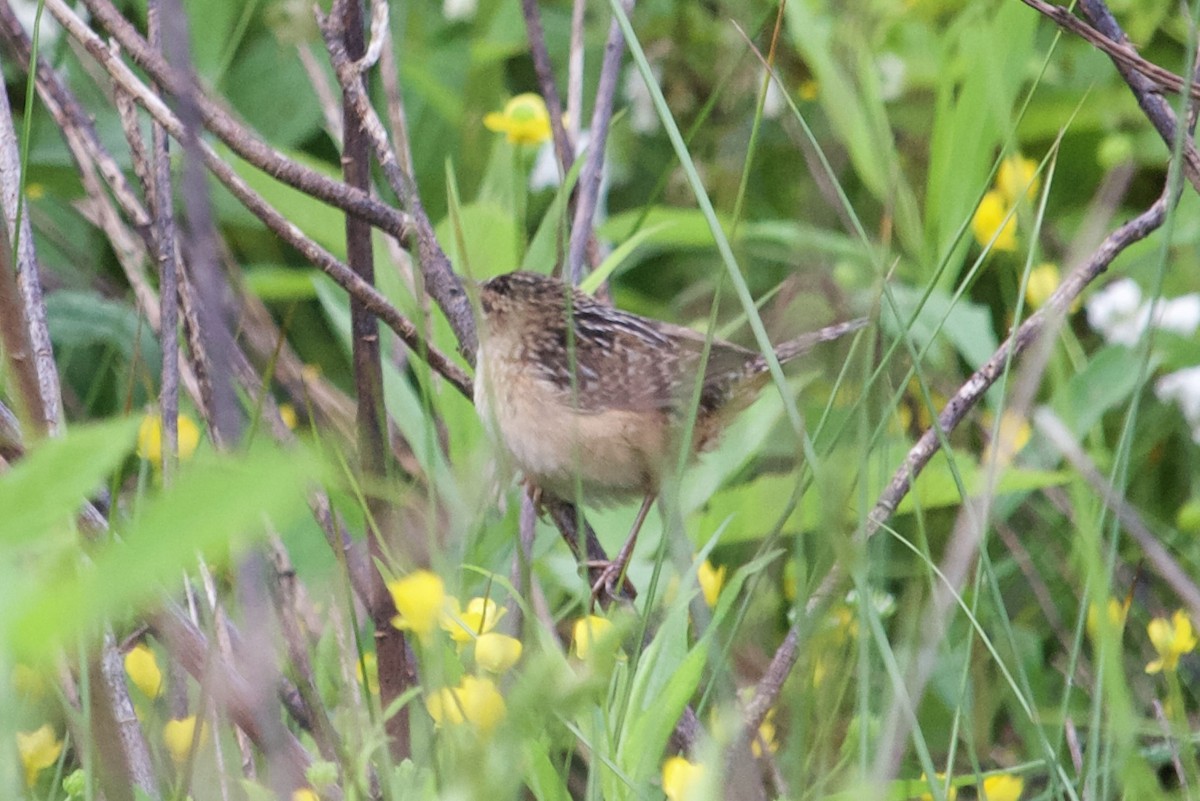 Sedge Wren - ML635018747
