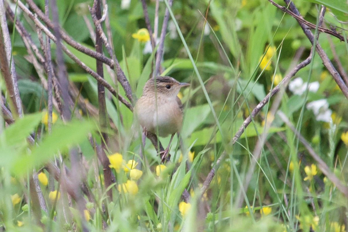Sedge Wren - ML635018749