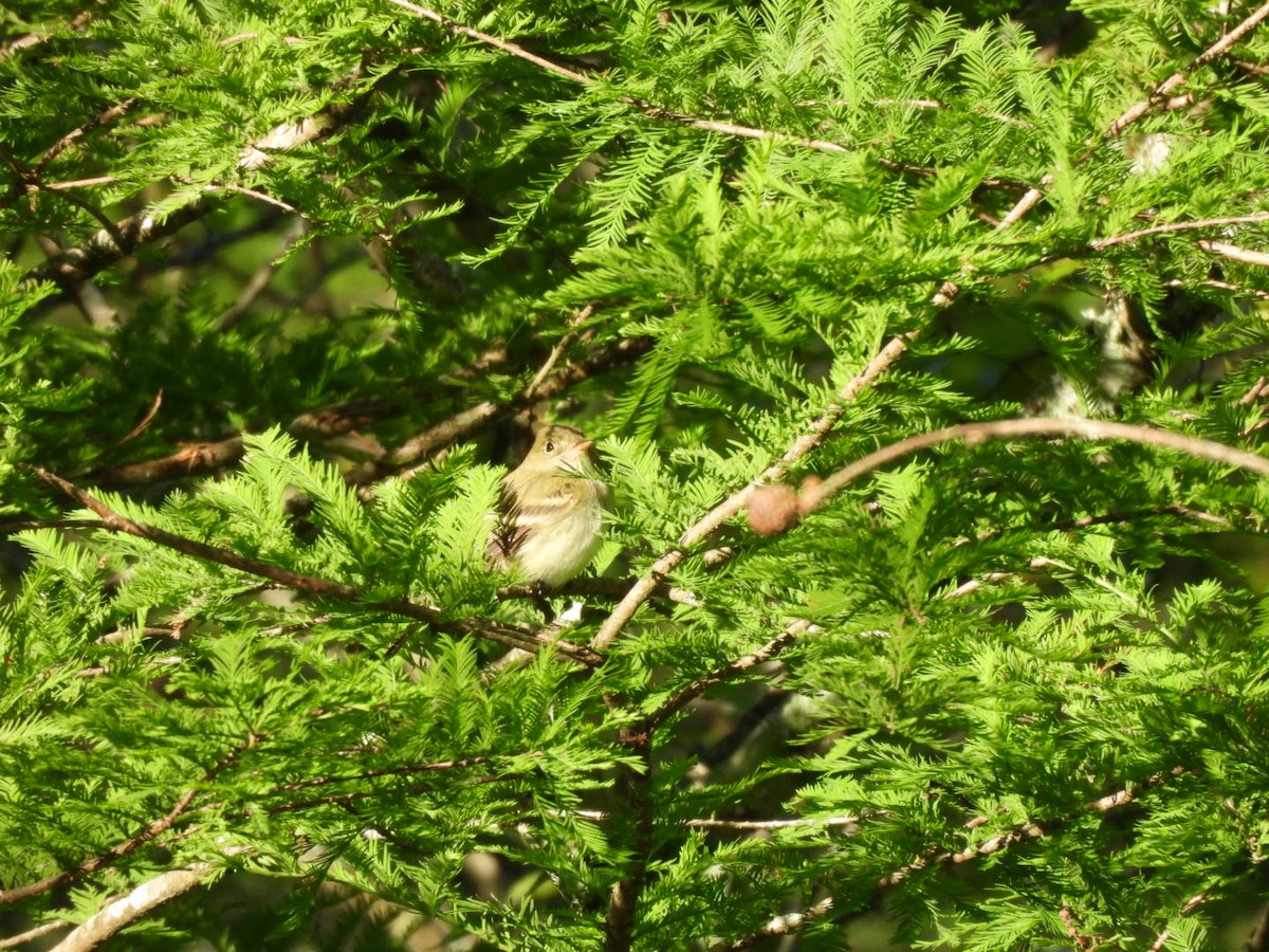 Acadian Flycatcher - ML635018757
