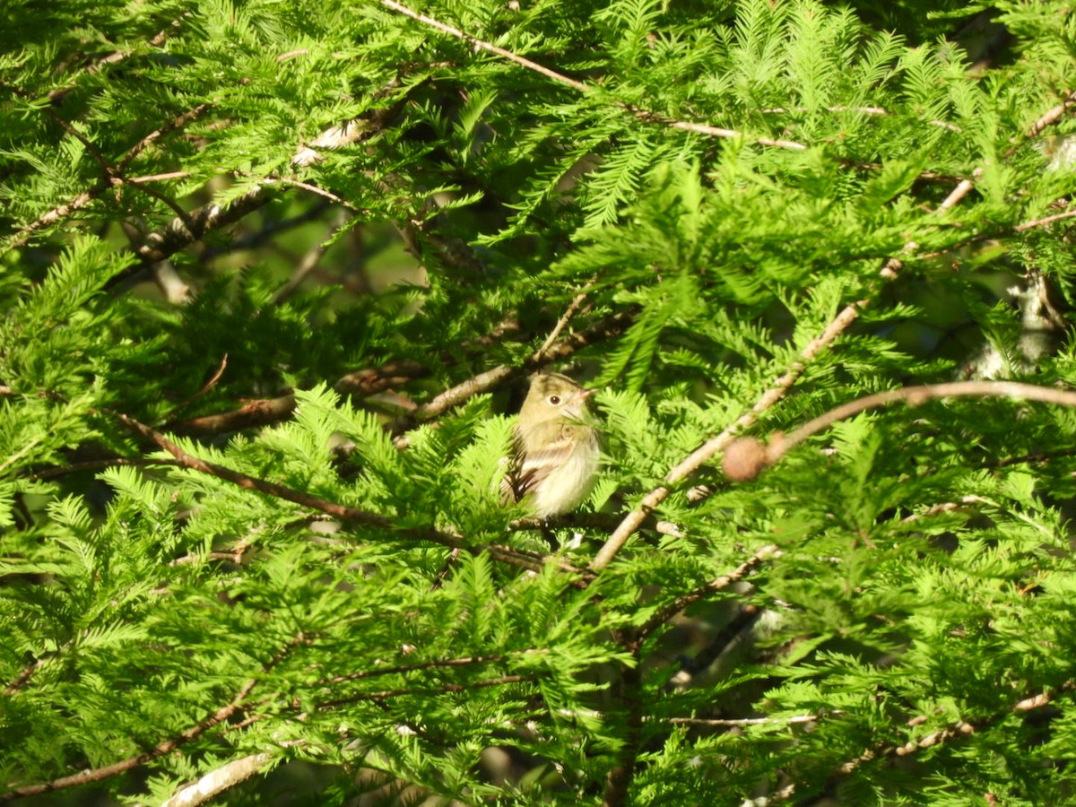 Acadian Flycatcher - ML635018758