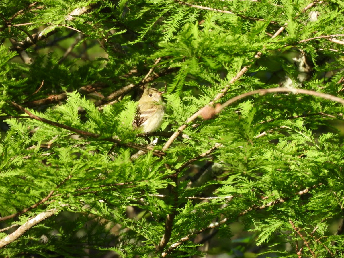 Acadian Flycatcher - ML635018759