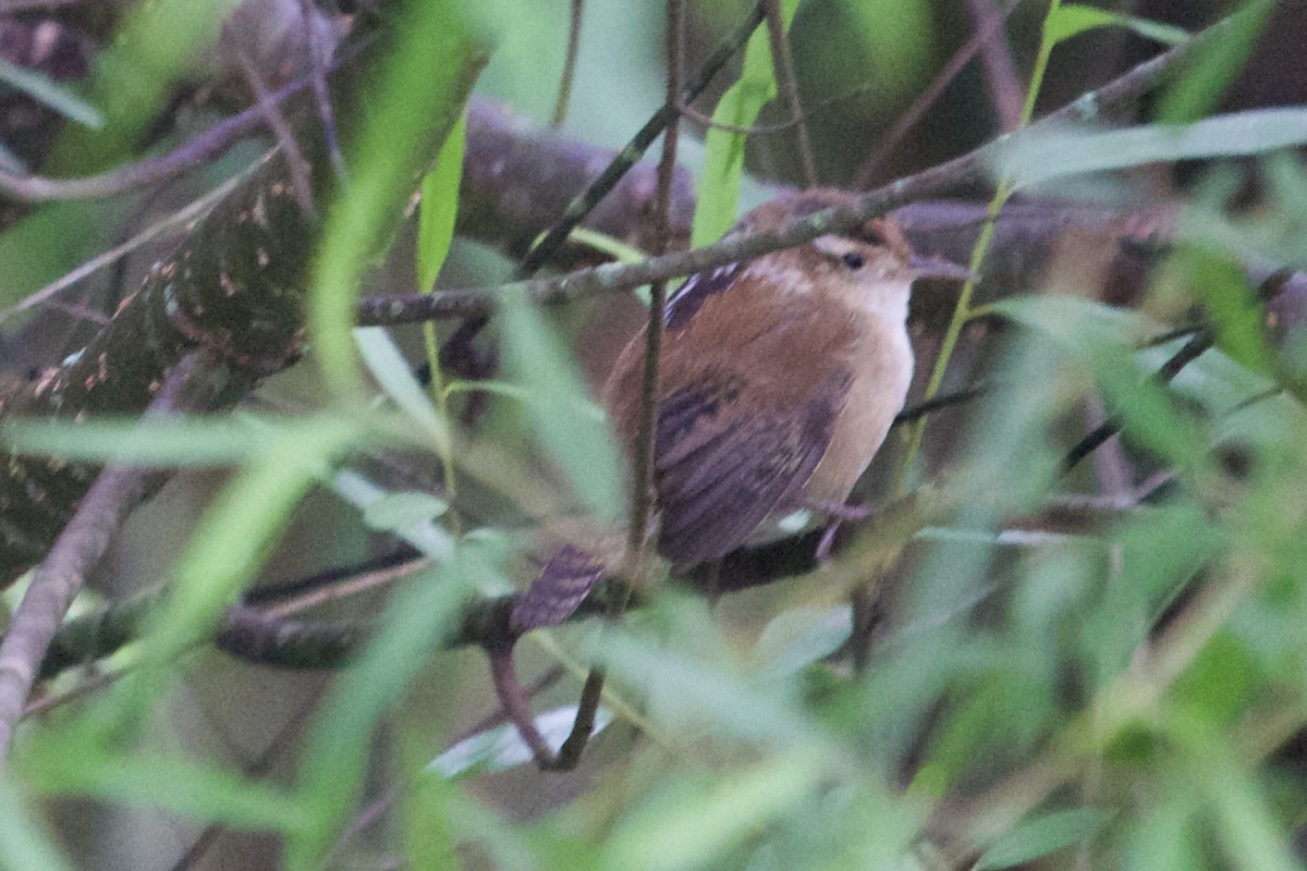 Marsh Wren - ML635018764