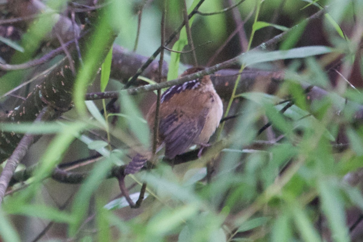 Marsh Wren - ML635018765