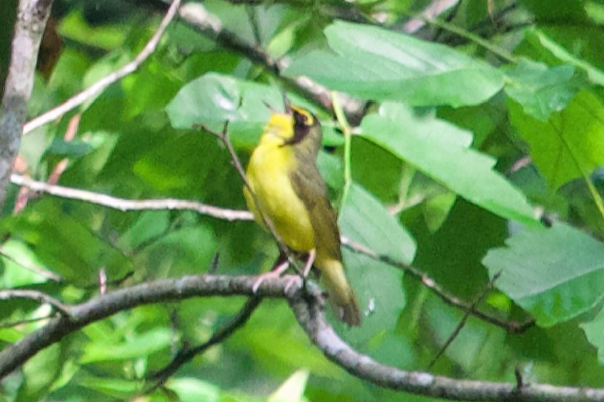Kentucky Warbler - ML635018783