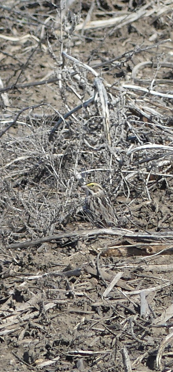 Savannah Sparrow - ML635018824