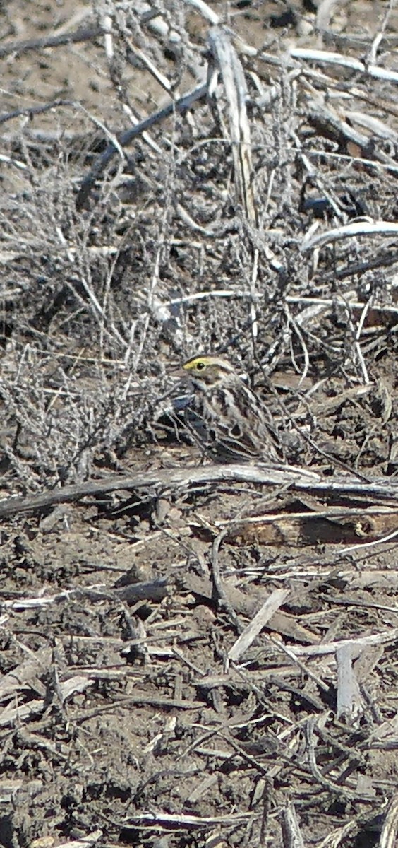 Savannah Sparrow - ML635018825
