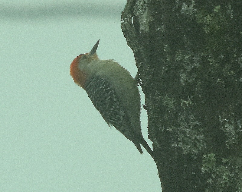 Red-bellied Woodpecker - ML635018875