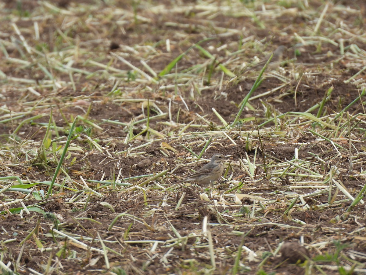 kanadapiplerke - ML635018940