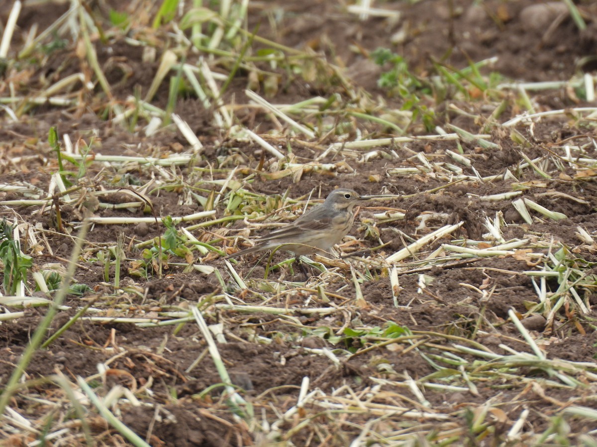 kanadapiplerke - ML635018941