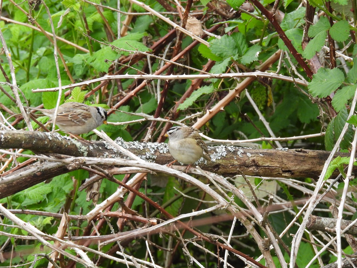 hvitkronespurv - ML635018965