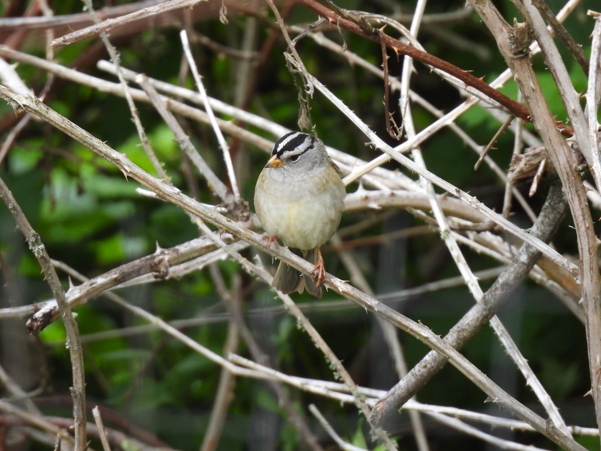 hvitkronespurv - ML635018967