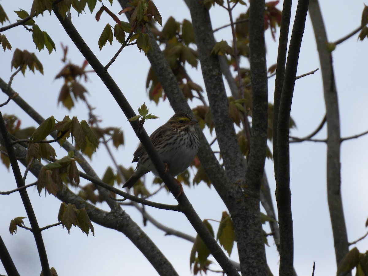 musespurv - ML635018978