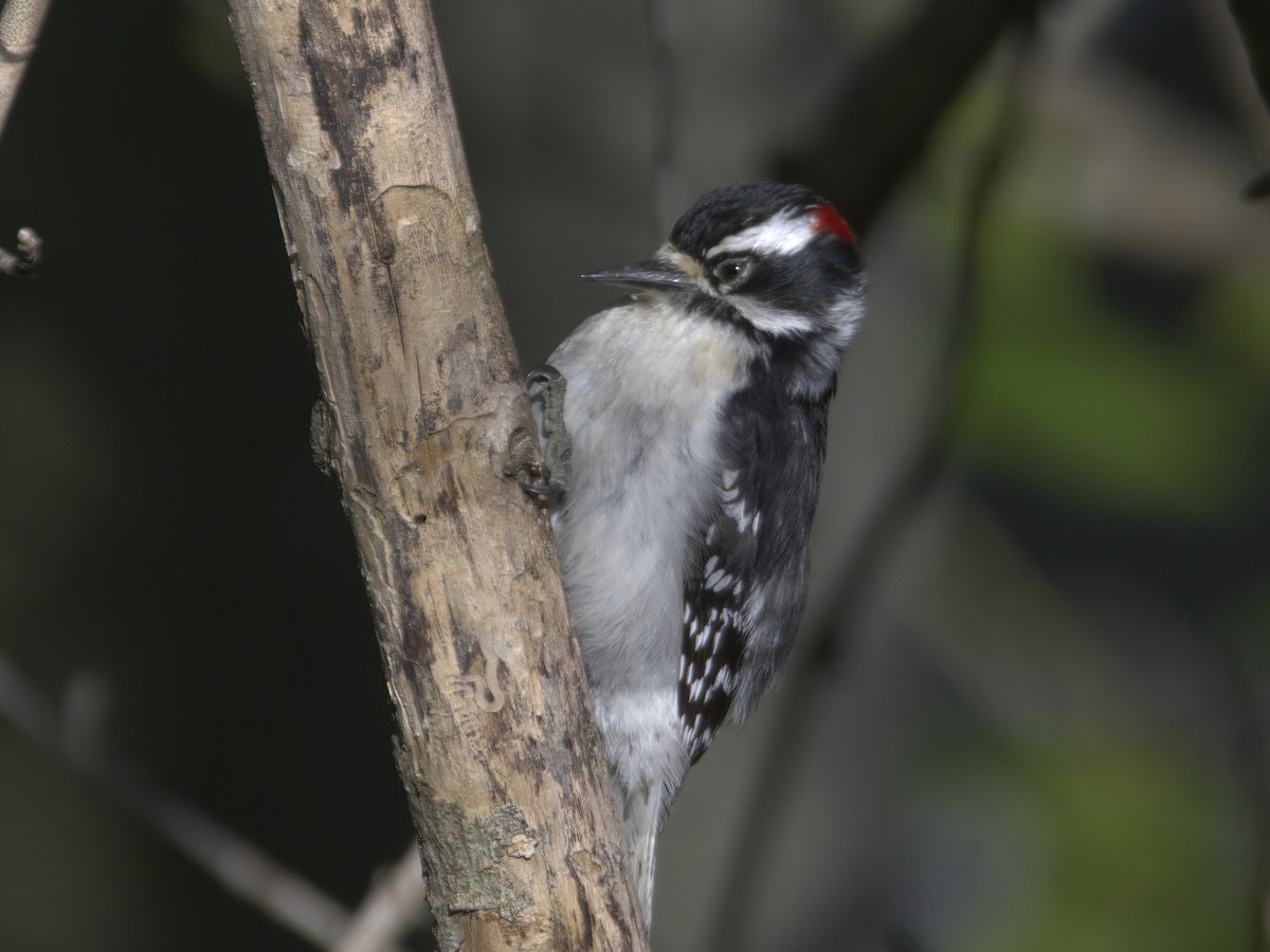 Downy Woodpecker - ML635019013