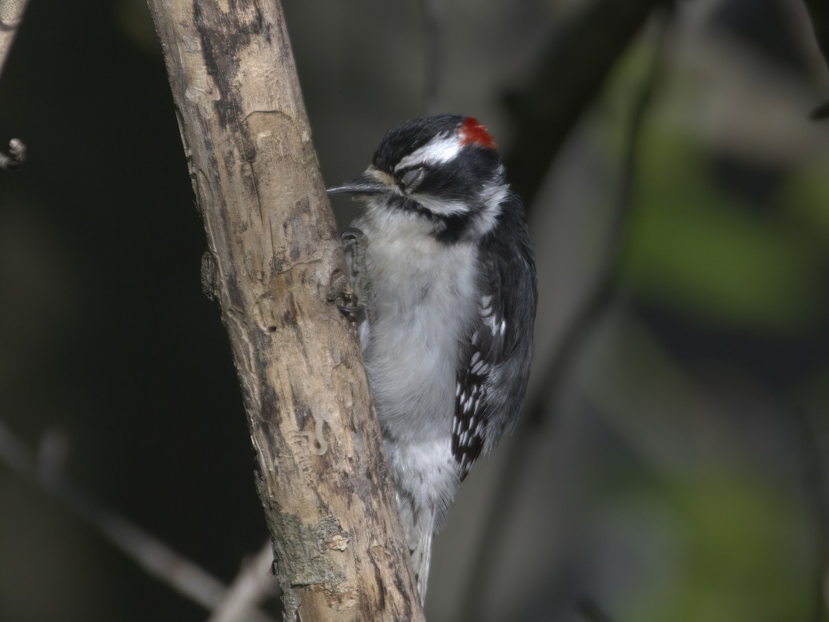 Downy Woodpecker - ML635019018