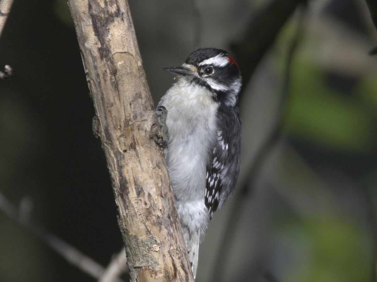 Downy Woodpecker - ML635019026