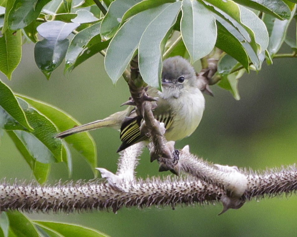 Yellow-winged Flatbill - ML635019046