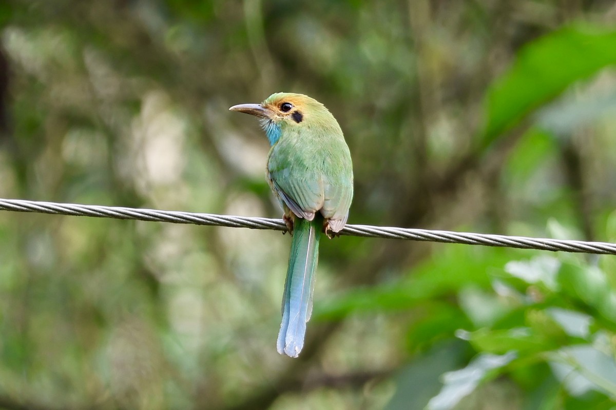 Blue-throated Motmot - ML635019120