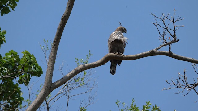 Changeable Hawk-Eagle - ML635019174