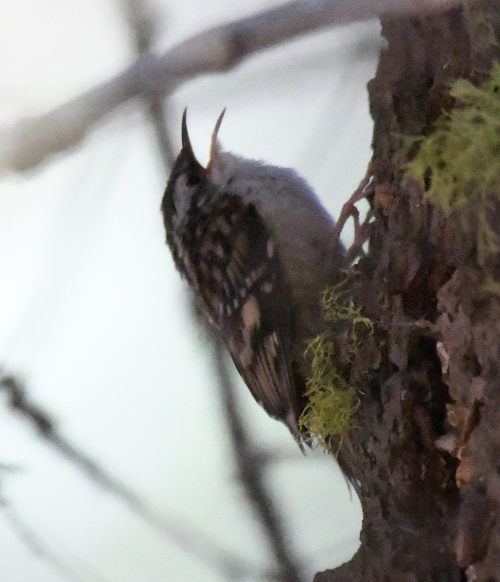 Brown Creeper - ML63501921