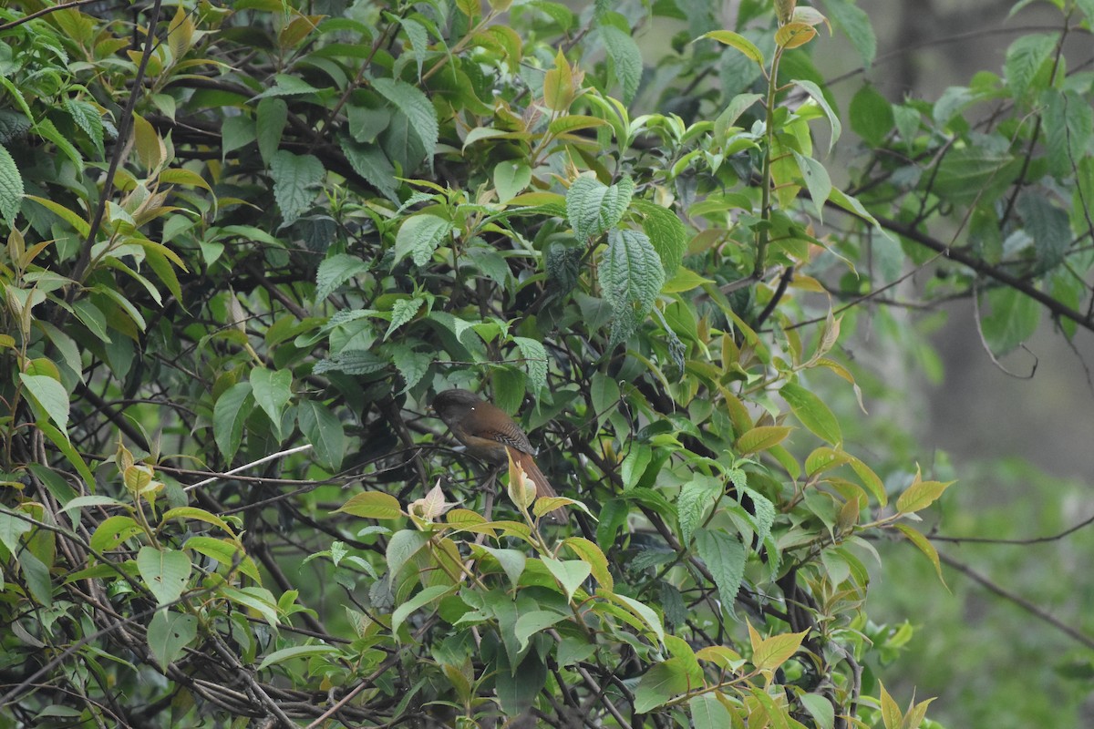 Rusty-fronted Barwing - ML635019292