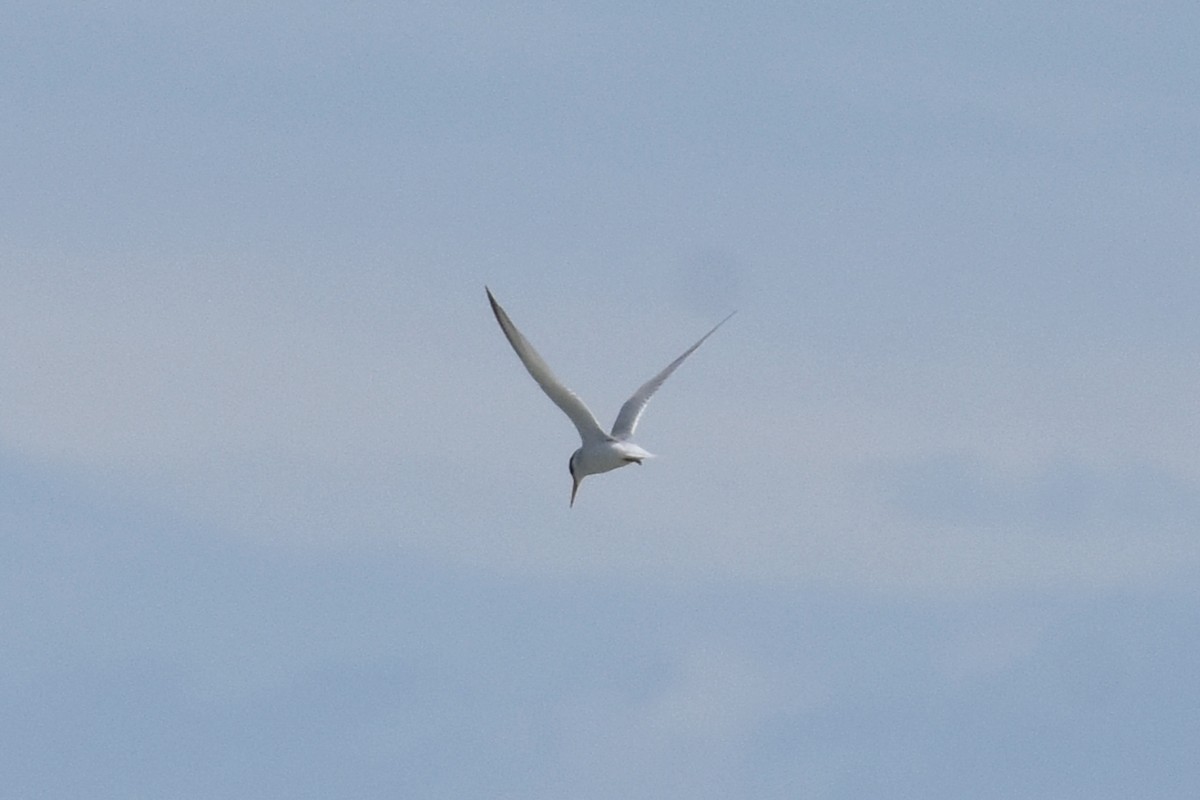 Little Tern - ML635019346