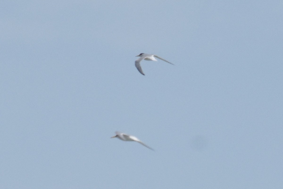 Little Tern - ML635019347