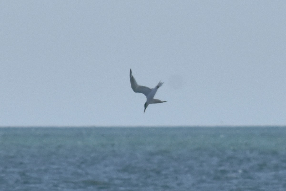 Sandwich Tern - ML635019369