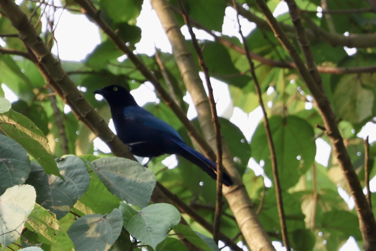 Bushy-crested Jay - ML635019374