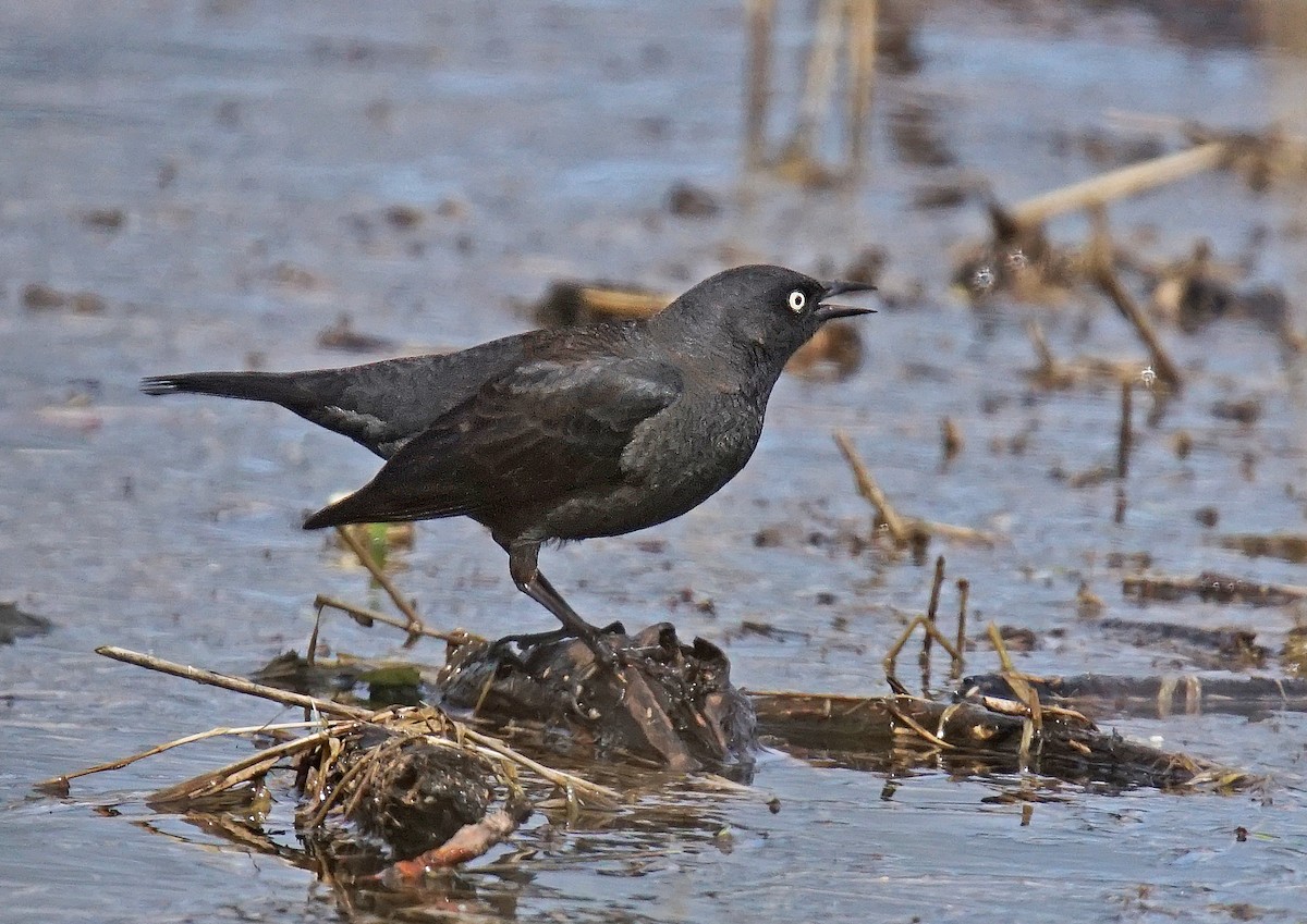 Rusty Blackbird - ML635019389
