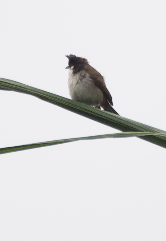 Red-whiskered Bulbul - ML635019409