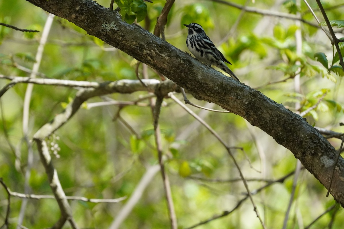 Black-and-white Warbler - ML635019437