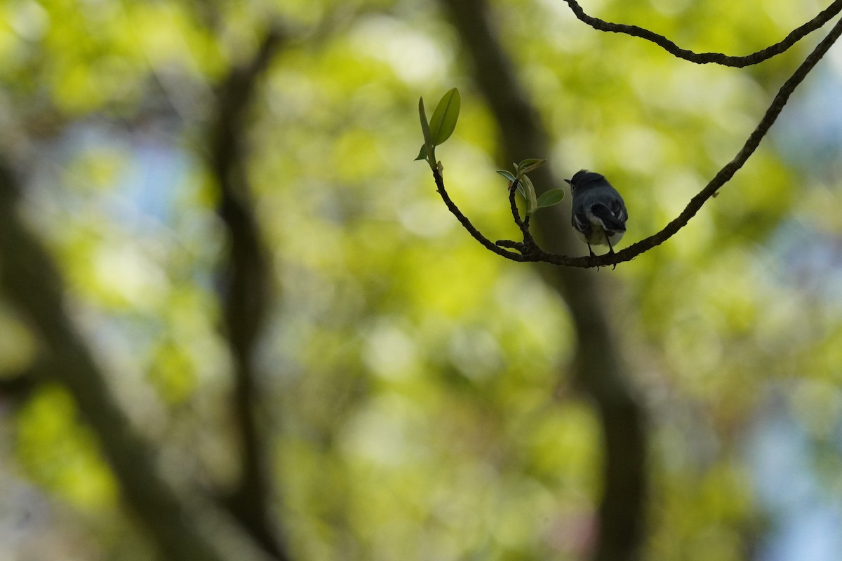 Black-and-white Warbler - ML635019438