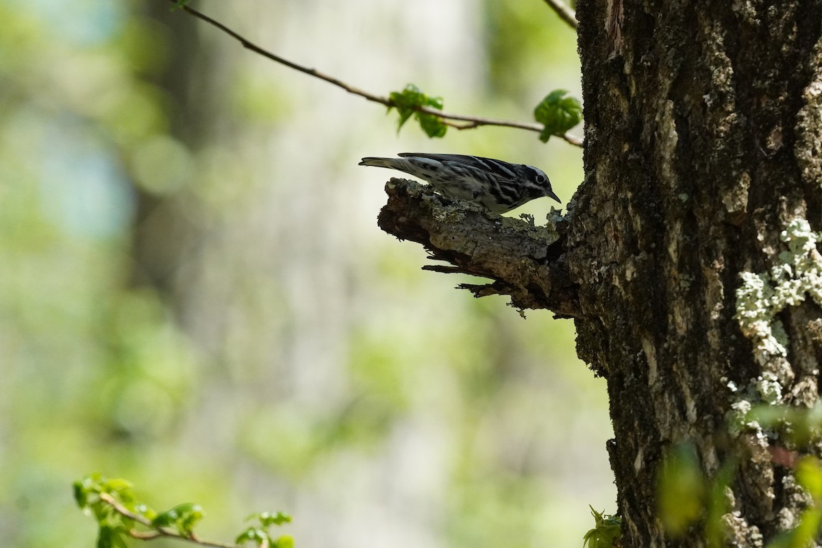 Black-and-white Warbler - ML635019439