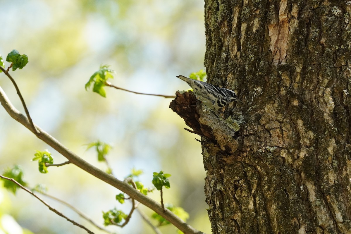 Black-and-white Warbler - ML635019444