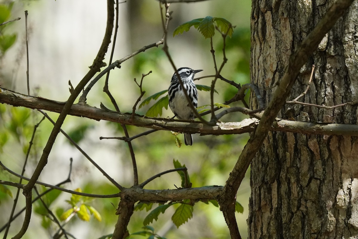 Black-and-white Warbler - ML635019445