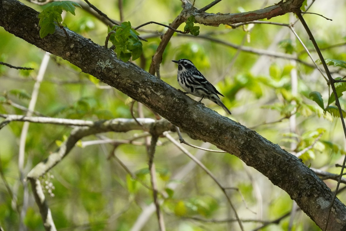 Black-and-white Warbler - ML635019446