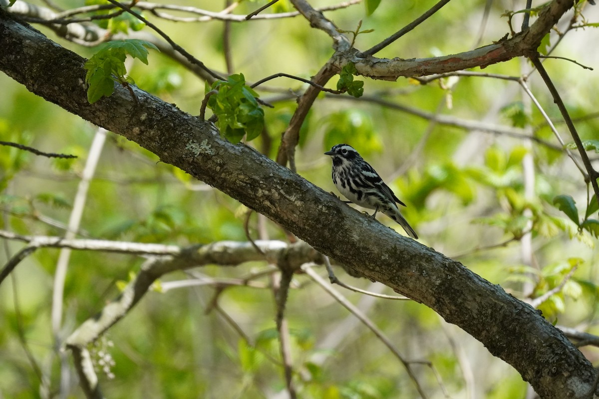 Black-and-white Warbler - ML635019447