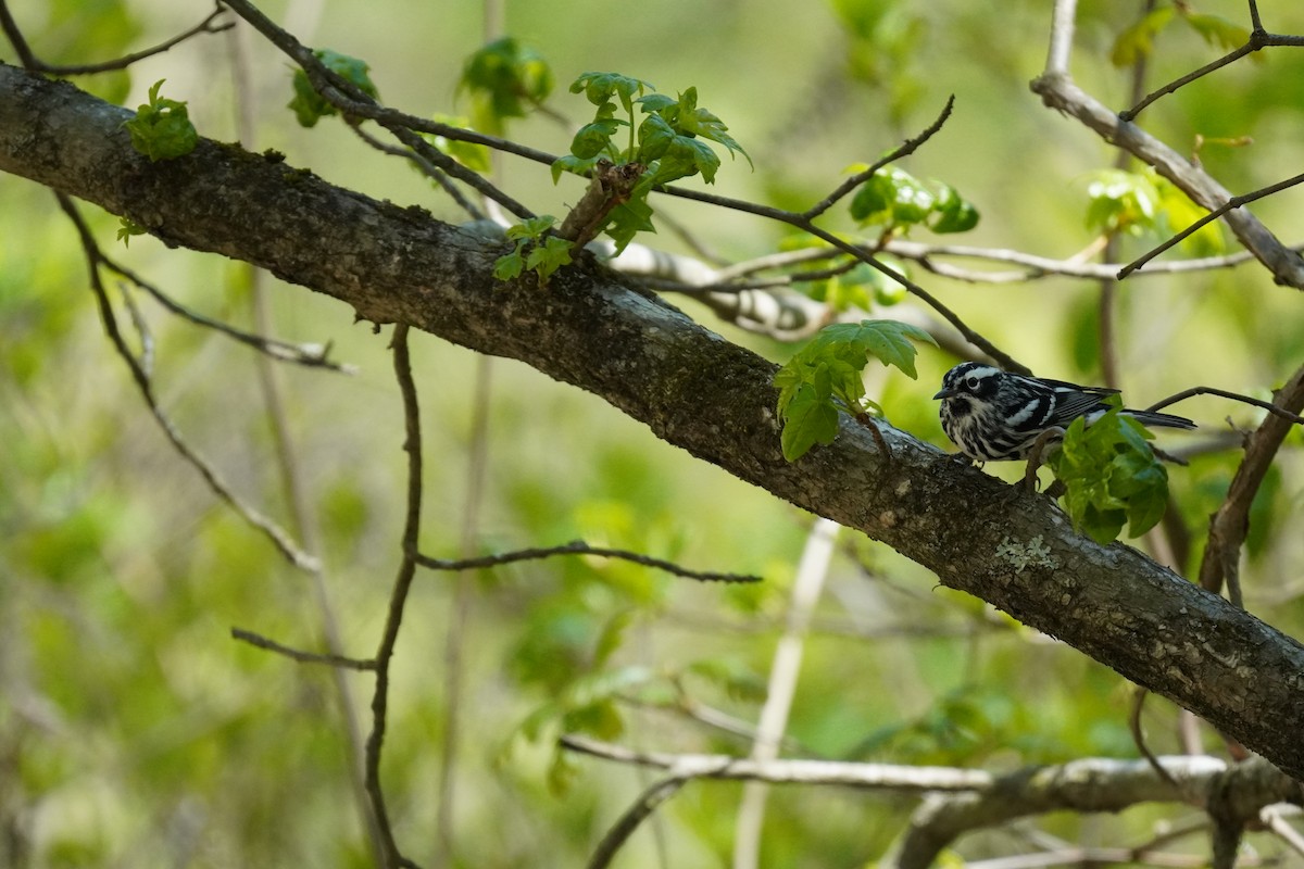 Black-and-white Warbler - ML635019448