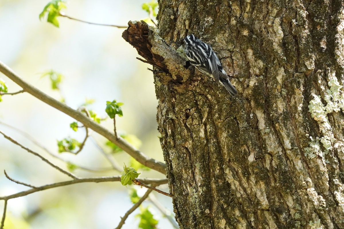 Black-and-white Warbler - ML635019449