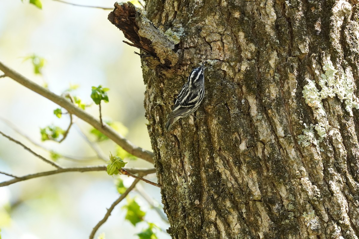Black-and-white Warbler - ML635019450