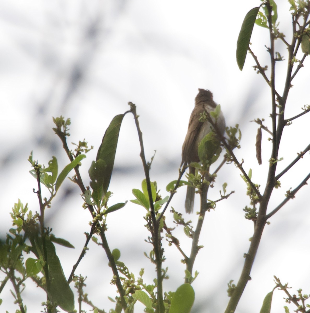 Jungle Babbler - ML635019460